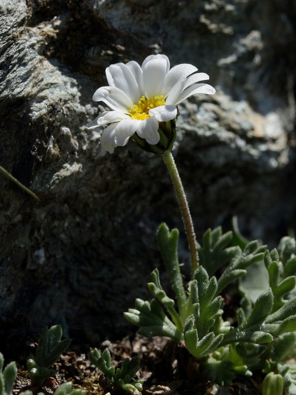 Leucanthemopsis Alpina Ssp Minima Dwarf Alpine Marguerite The