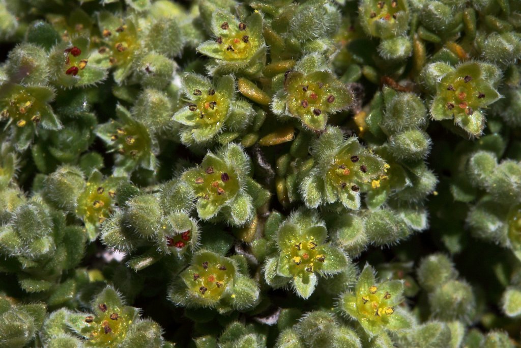 Herniaria alpina (Alpine Rupturewort)