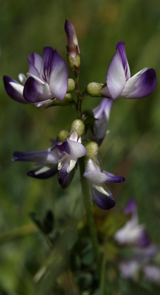 Astragalus alpinus (Alpine Milk-vetch)