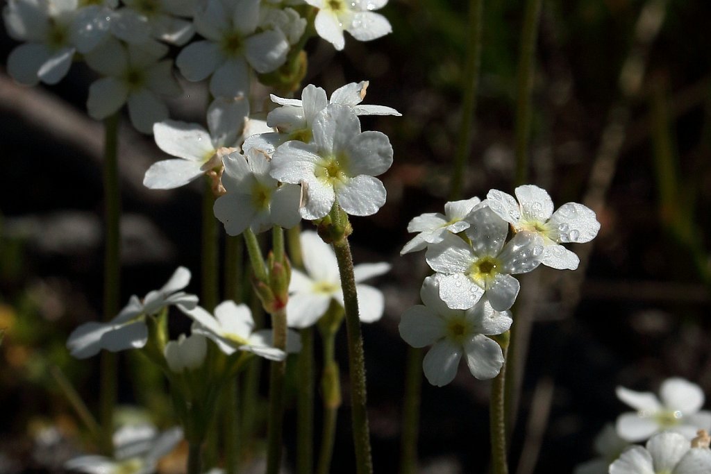 Androsace obtusifolia (Obtuse-leaved Rock-jasmine)