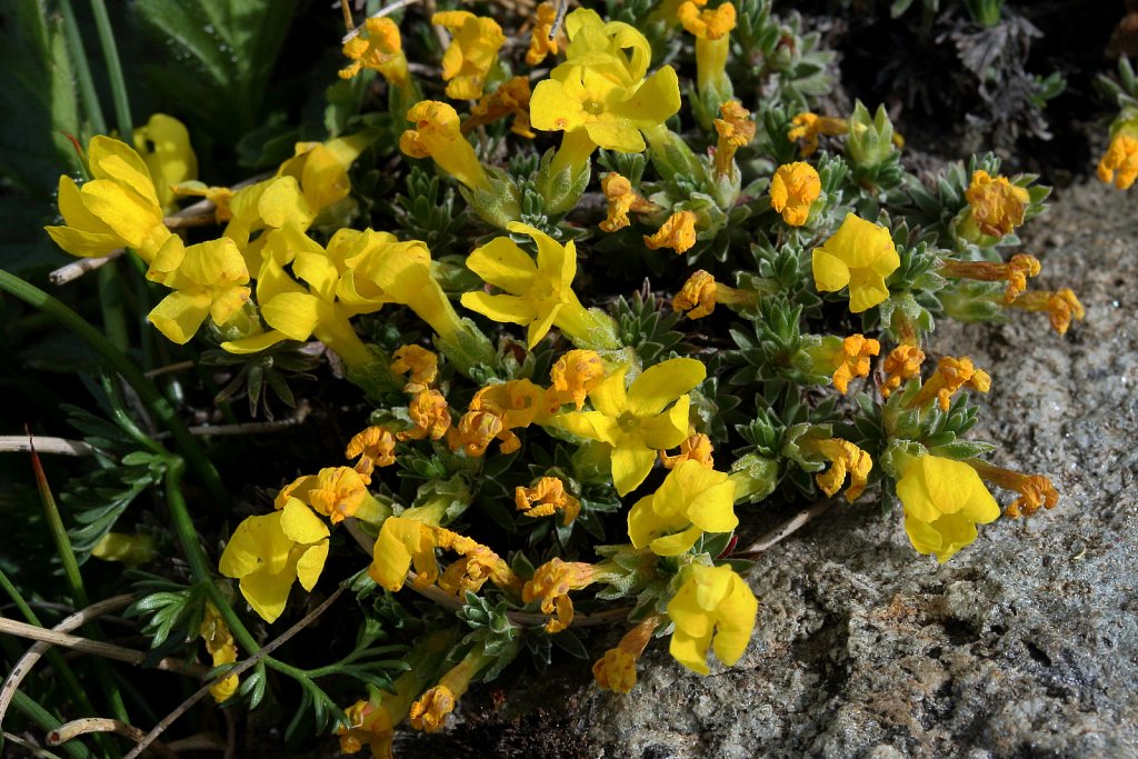Androsace vitaliana (Yellow Rock-jasmine)