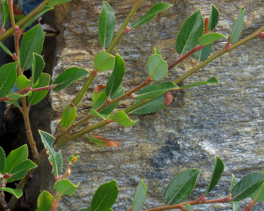 Salix foedita (Stinking Willow)