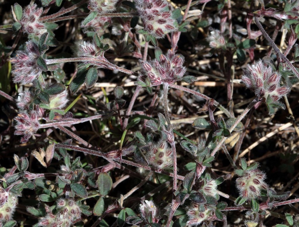 Trifolium saxatile (Rock Clover)