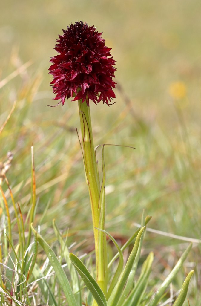 Nigritella rhellicani (Black Vanilla Orchid)