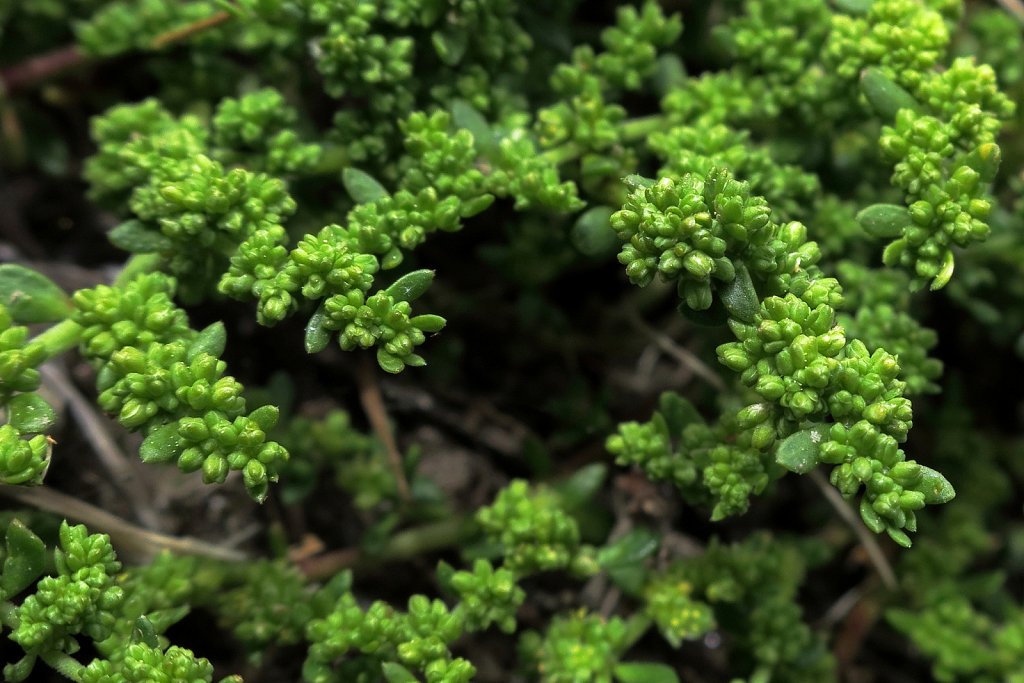 Herniaria glabra (Smooth Rupturewort)