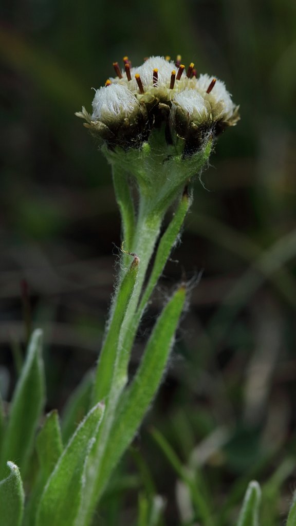 Antennaria carpatica (Carpathian Catsfoot)
