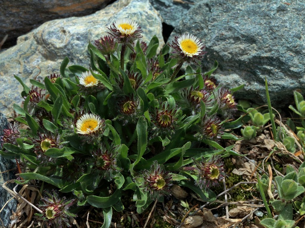 Erigeron uniflorus (One-flowered Fleabane)
