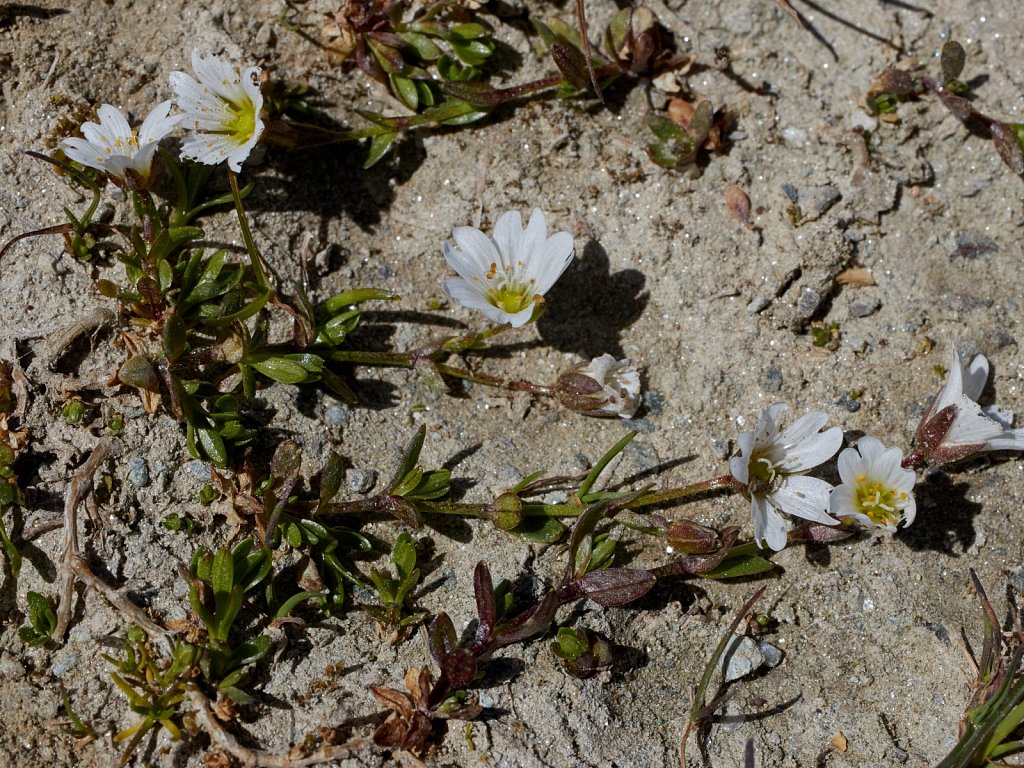 Cerastium cerastoides (Starwort Mouse-ear)