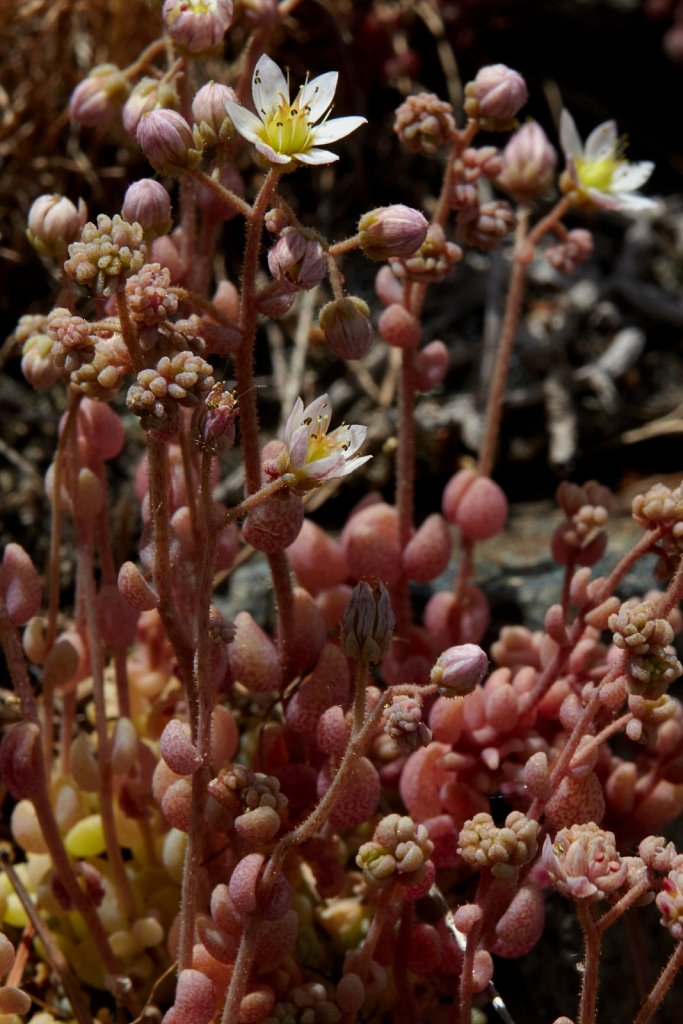 Sedum dasyphyllum (Thick-leaved Stonerop)
