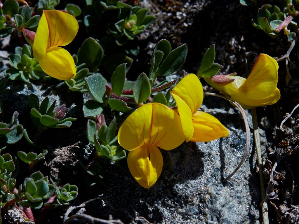 Lotus alpinus (Alpine Bird's-foot-trefoil)