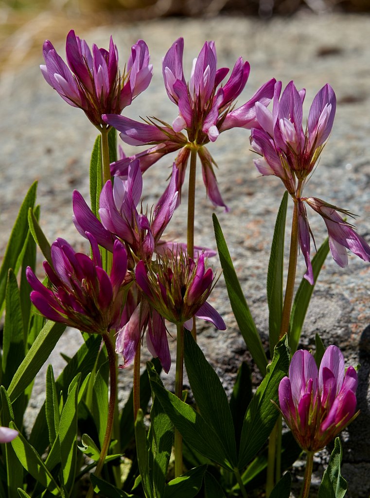 Trifolium alpinum (Alpine Clover)