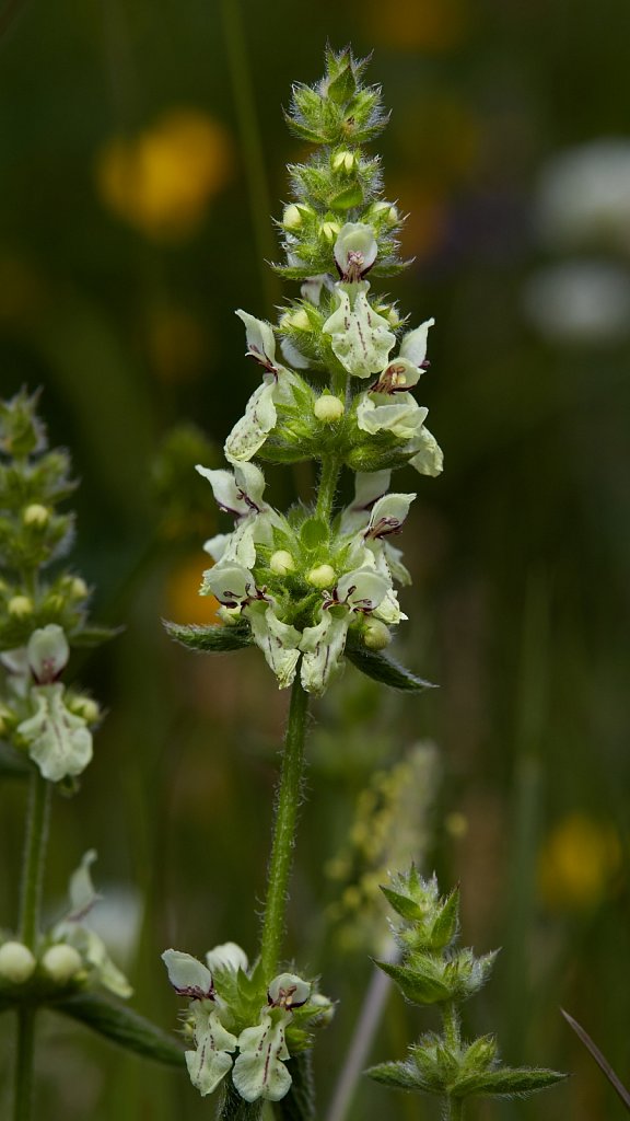 Stachys recta ss (Yellow Woundwort)