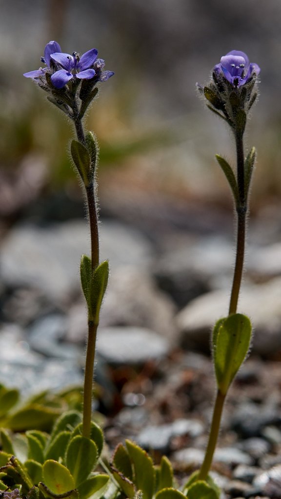 Veronica bellidioides (Daisy-leaved Speedwell)