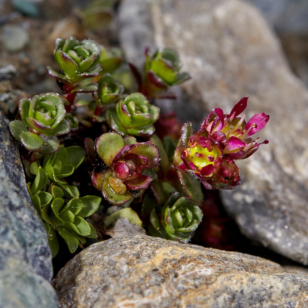 Saxifraga biflora (Two-flowered Saxifrage)