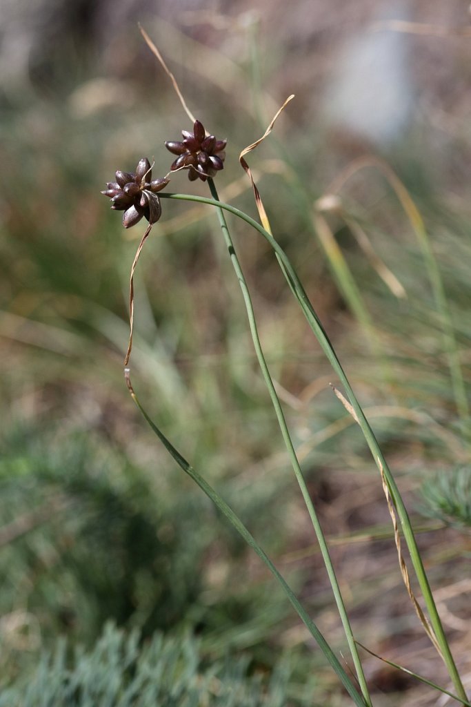 Allium oleracium (Field Garlic)