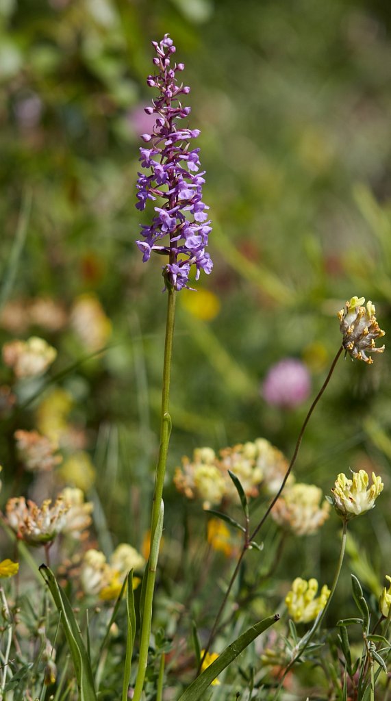 Gymnadenia conopsea (Fragrant Orchid)
