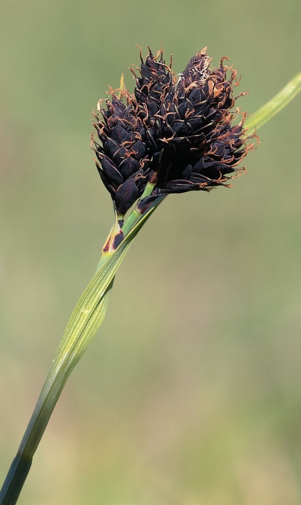 Carex atrata ssp atrata (Black Sedge)