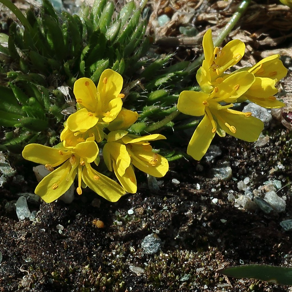 Draba aizoides (Yellow Whitlowgrass)