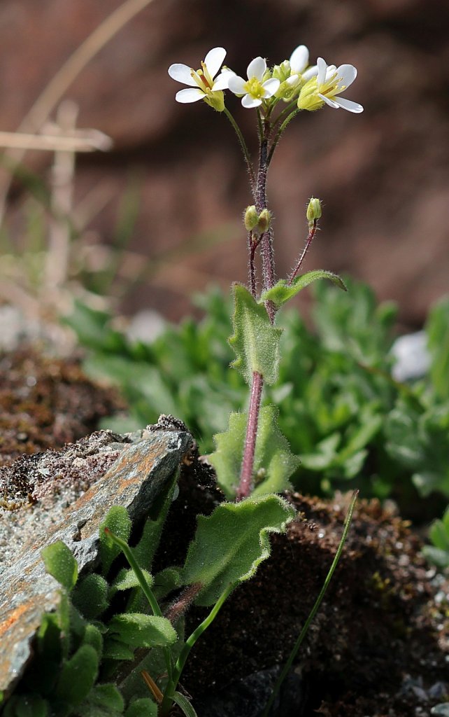 Arabis alpina (Alpine Rock-cress)