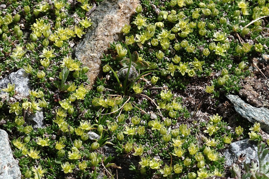 Minuartia sedoides (Cyphel)