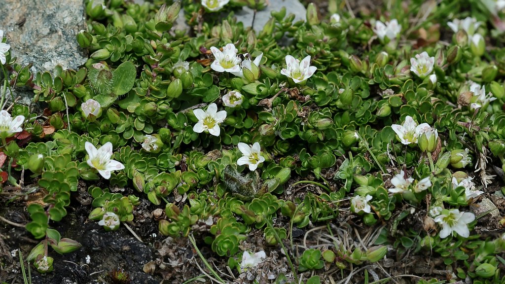 Arenaria biflora (Two-flowered Sandwort)