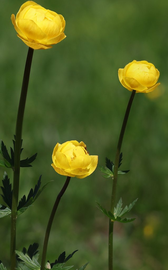 Trollius europaeus (Globeflower)