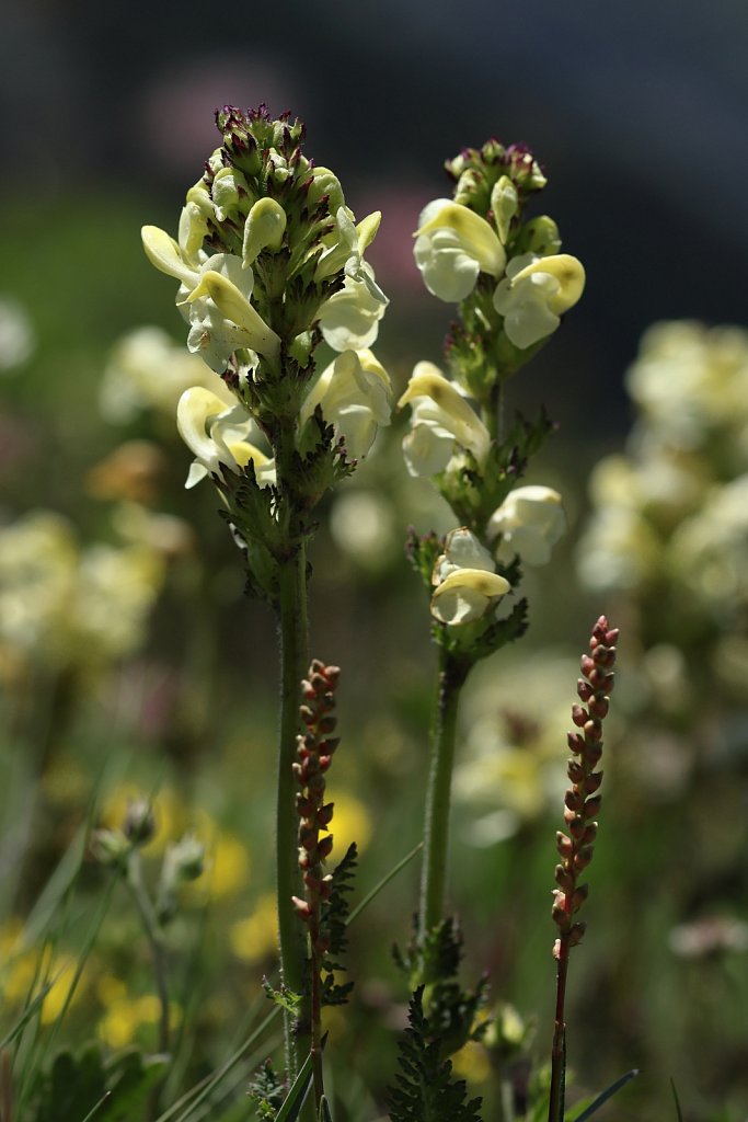 Pedicularis tuberosa (Tuberous Lousewort)