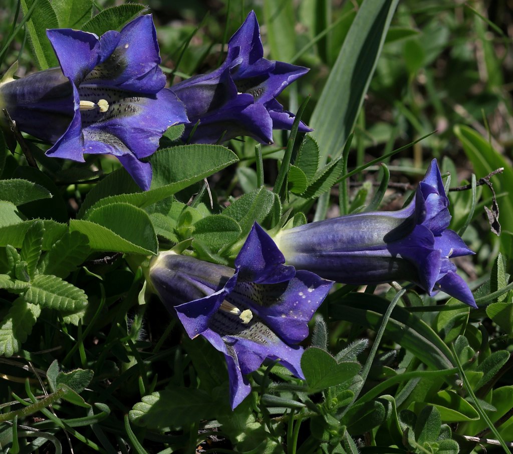 Gentiana acaulis (Koch's Gentian)