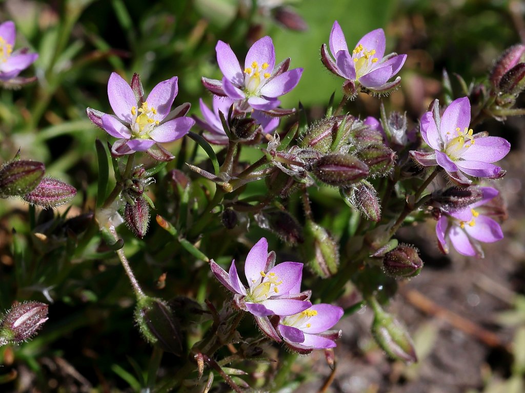 Spergula rubra (Sand Spurrey)