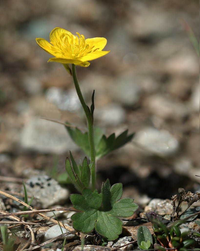 Ranunculus montanus (Mountain Buttercup)