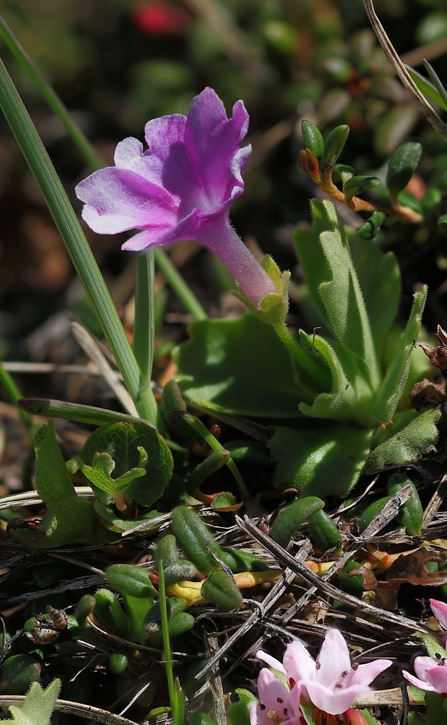 Primula hirsuta (Stinking Primrose)