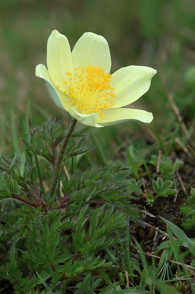 Pulsatilla alpina ssp apiifolia (Yellow Alpine Pasqueflower)