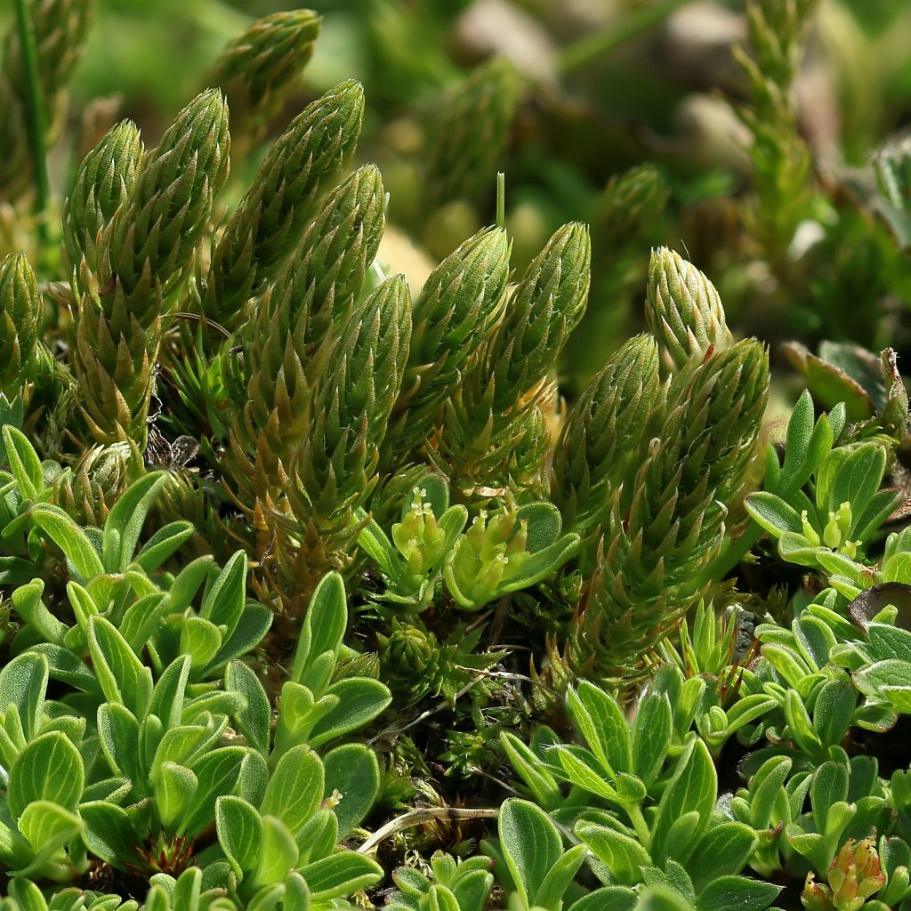 Seliginella selaginoides (Lesser Clubmoss)