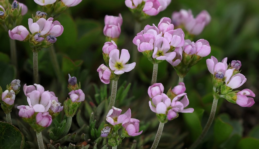 Androsace puberula (Flesh-coloured Rock-jasmine)