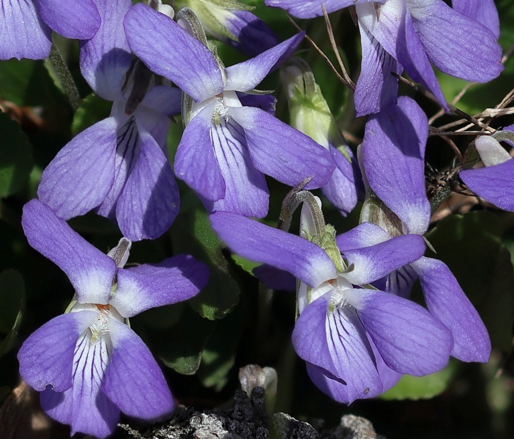 Viola rupestris (Teesdale Violet)