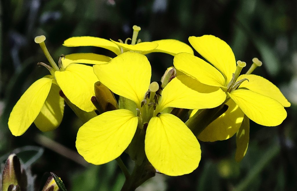 Erysimum rhaeticum (Swiss Treacle Mustard)