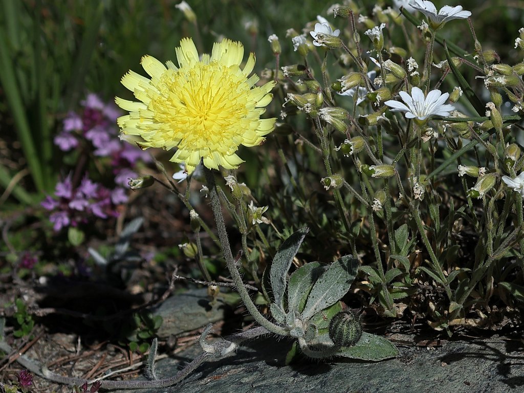 DC-Hieracium-pilosella-4704-2.JPG