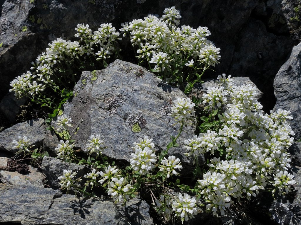Thlaspi sylvium (Alpine Penny-cress)