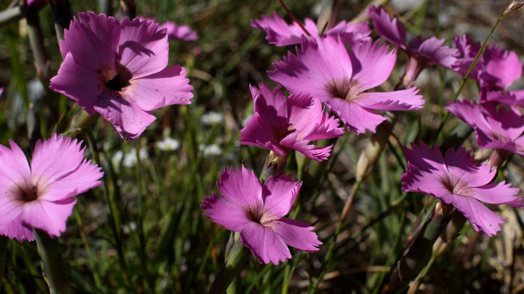 Caryophyllaceae (Pinks)