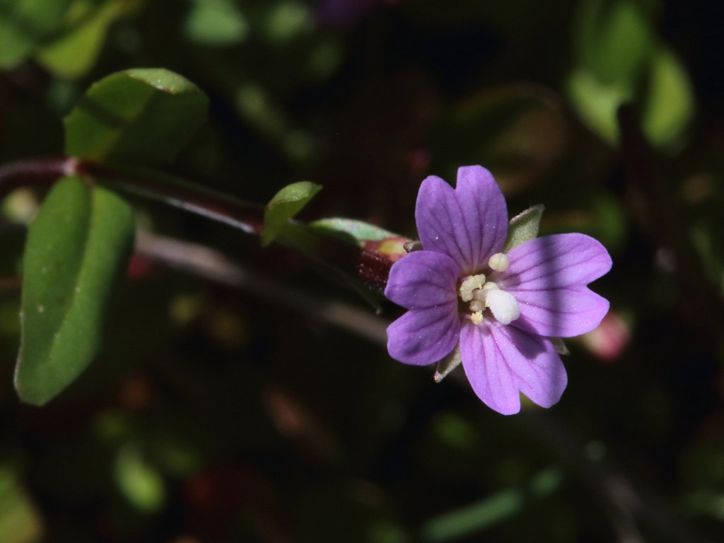 Epilobium anagallidifolium (Pimpernel-leaved Willowherb)