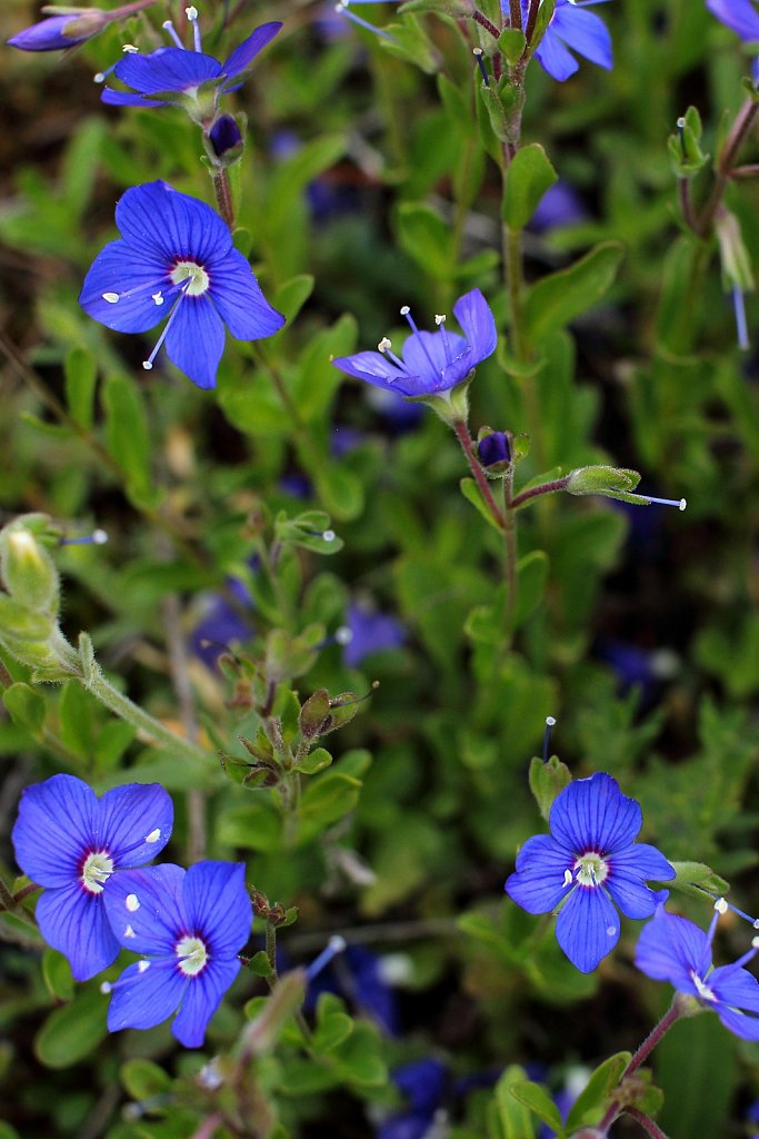 Veronica fruticans (Rock Speedwell)