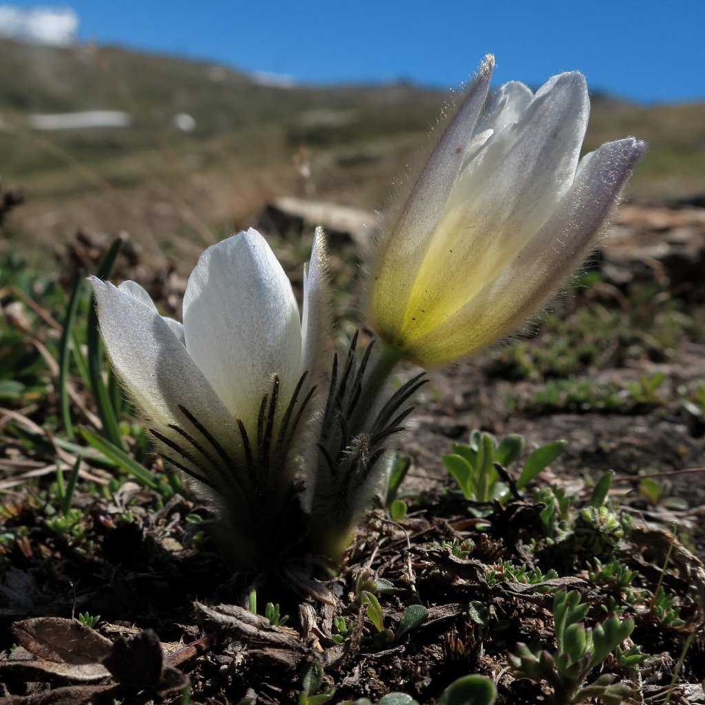 Pulsatilla vernalis (Spring Pasqueflower)