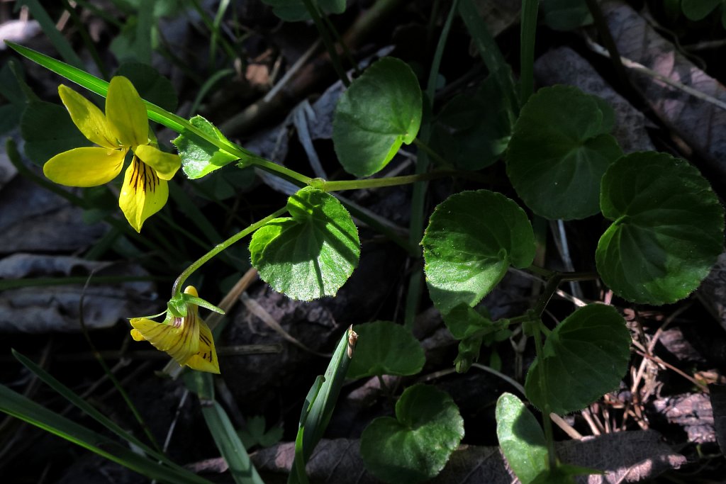 Viola biflora (Two-flowered Violet)