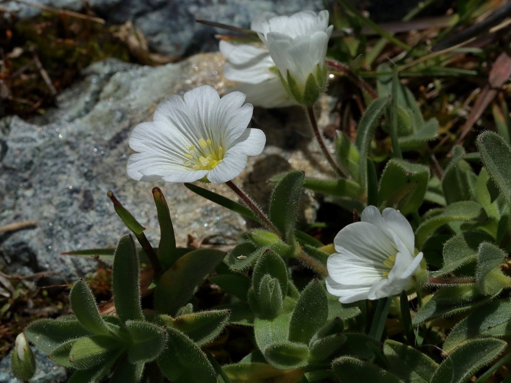 Cerastium latifolium (Broad-leaved Mouse-ear)