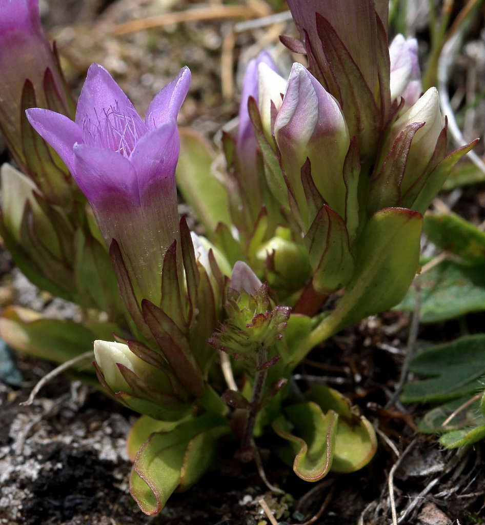 Gentiana ramosa (Branched Gentian)