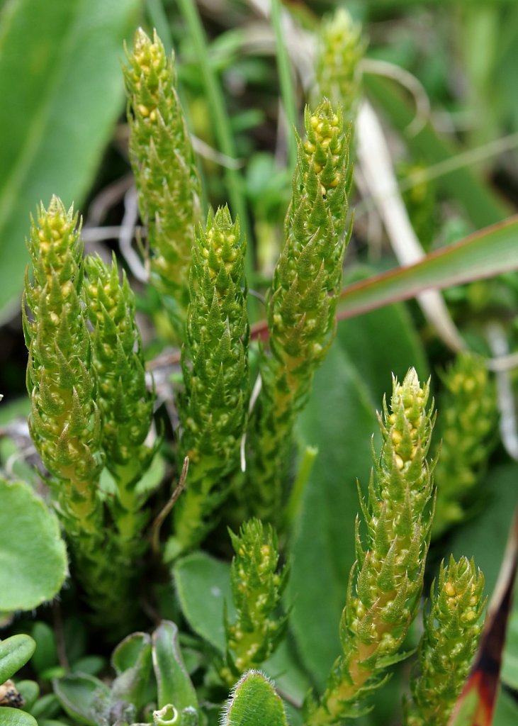 Seliginella selaginoides (Lesser Clubmoss)