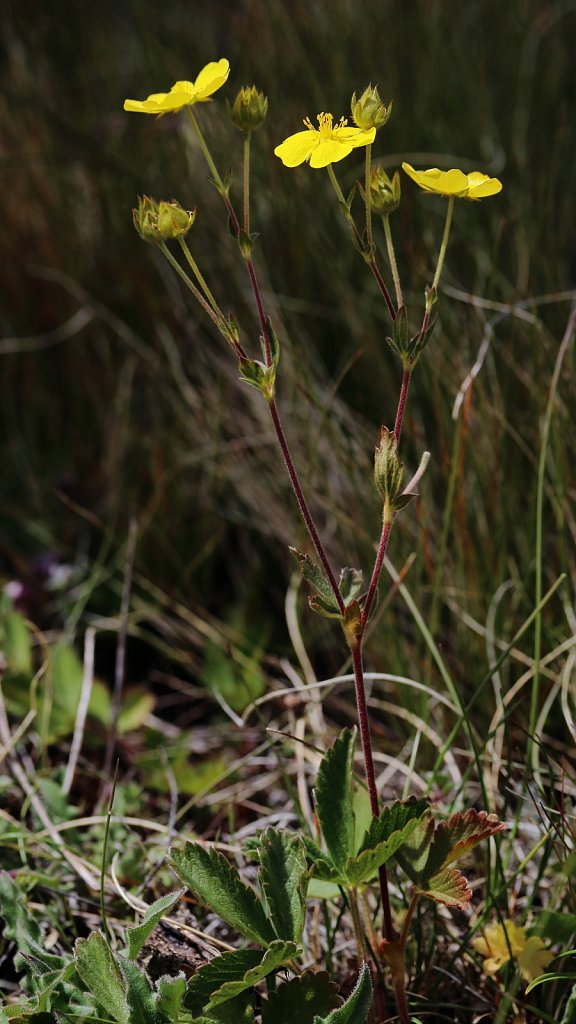 Potentilla grandiflora (Large-flowered Cinquefoil)