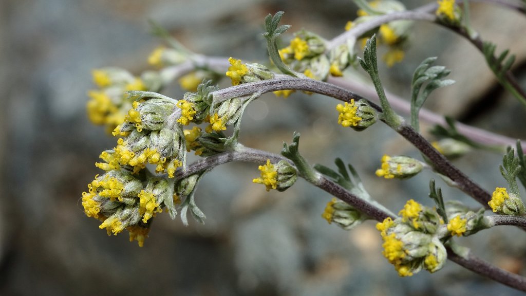 Artemisia umbelliformis (Yellow Genipi)