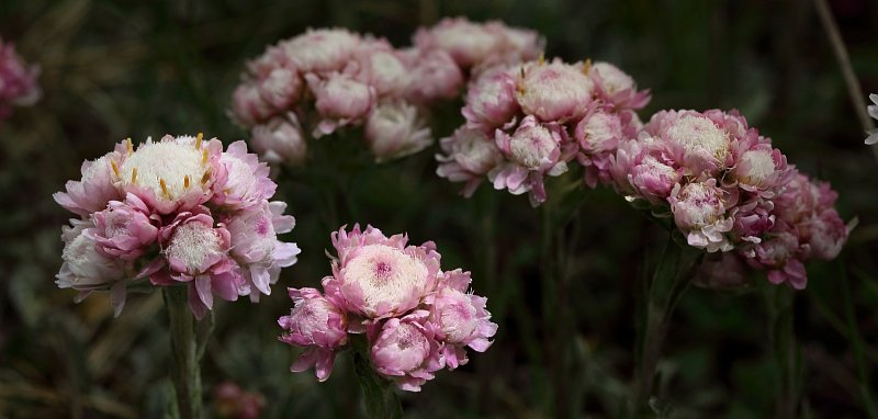 Antennaria dioica (Mountain Everlasting) - The Alpine Flora of Zermatt ...