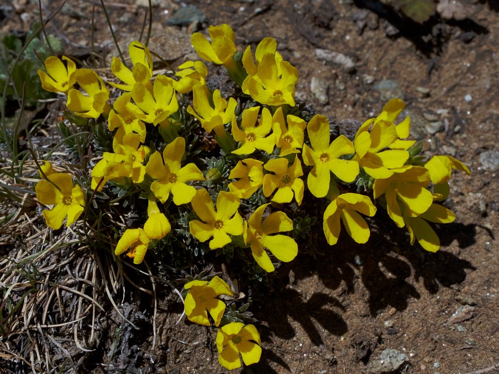 Androsace vitaliana (Yellow Rock-jasmine)